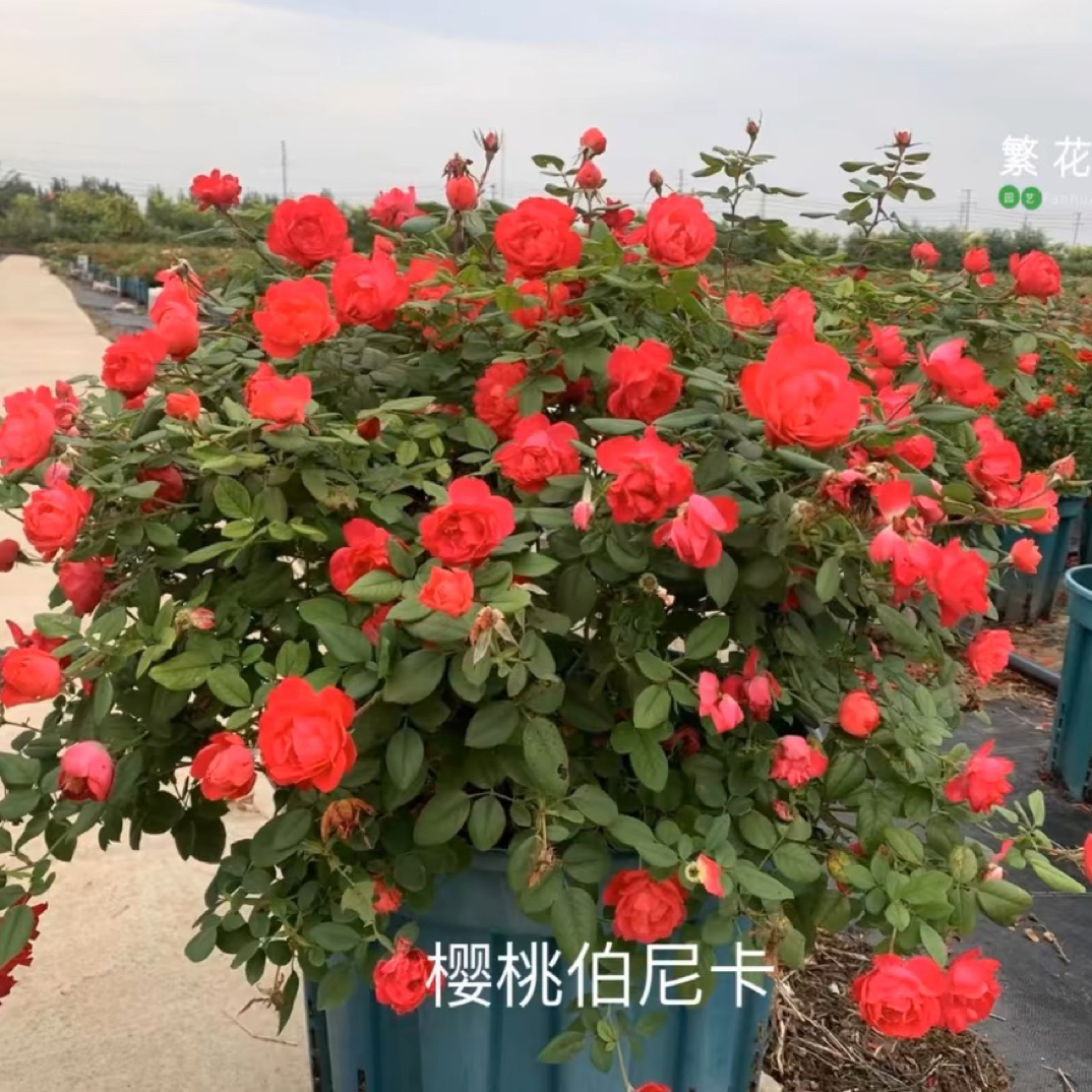 樱桃伯尼卡月季 低维护抗病耐热耐寒灌木月季 丰花矮型花卉花篱