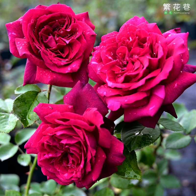 暗夜芬芳/公爵夫人戴安娜月季 狄安娜庭院盆栽抗病好浓香大花月季