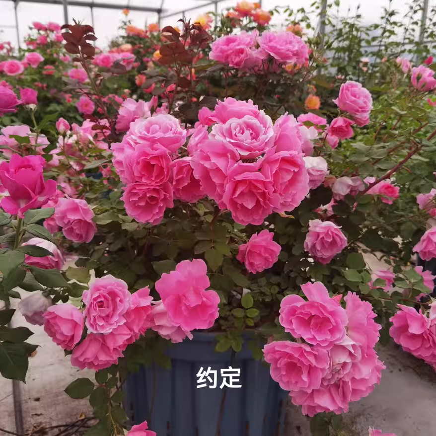 国月约定 俞红强老师培育粉色丰花低维护耐热景观月季 勤花抗病