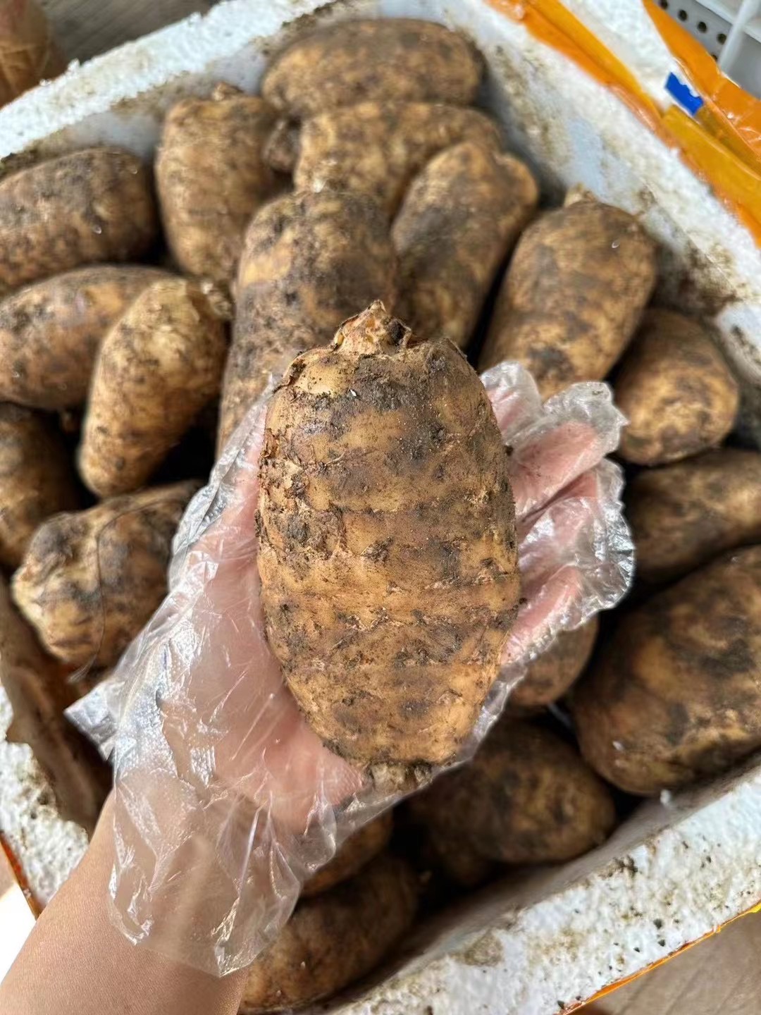 正宗昭通彝良小草坝新鲜天麻500克包邮 包邮