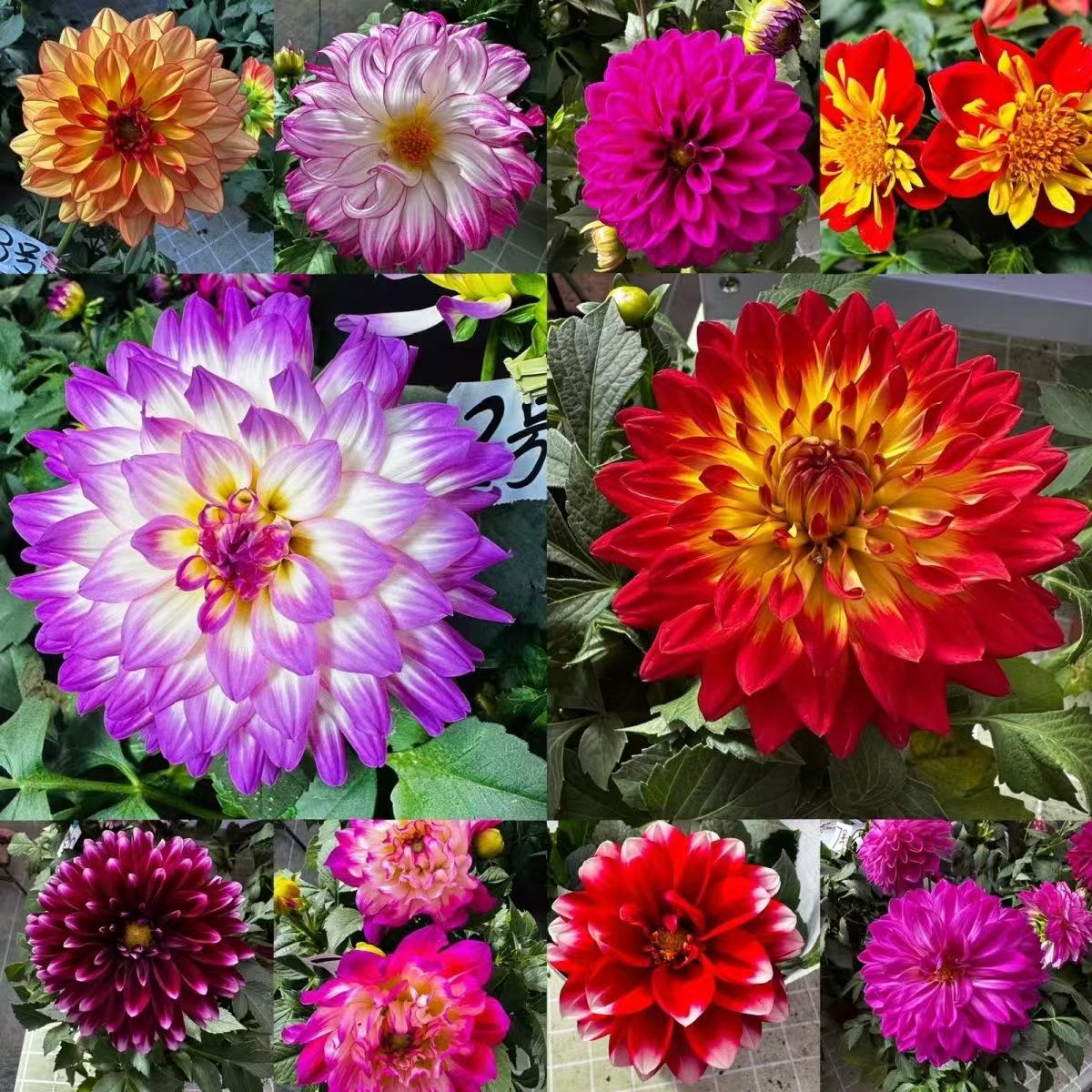 巨型重瓣大丽花种球地瓜花球根花卉庭院花盆四季种植耐寒好养活