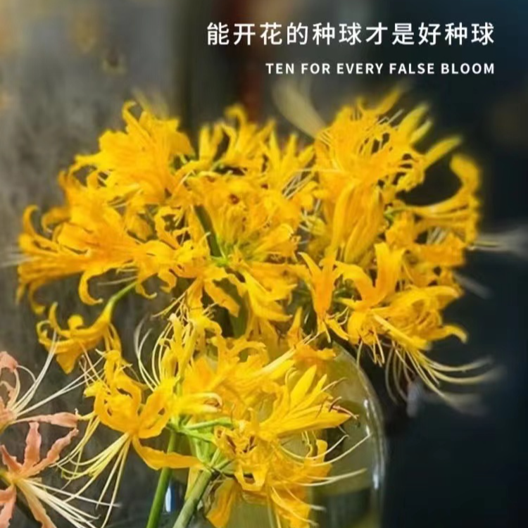 曼珠沙华彼岸花大种球曼陀罗种籽红花石蒜花盆盆栽室内四季花开