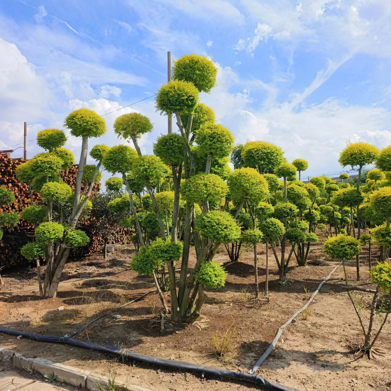 亮晶女贞造型庭院别墅花镜搭配