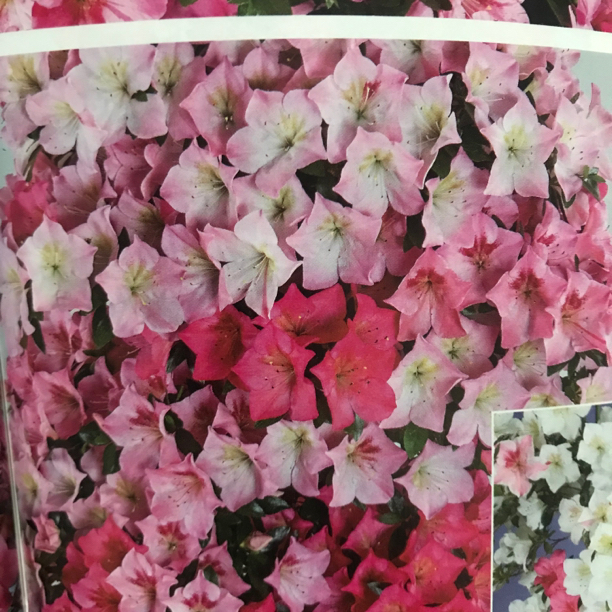 春植物语盆景盆栽，请勿私拍