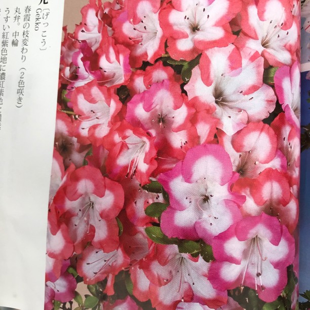 春植物语盆景盆栽 ，室外绿植请勿私拍