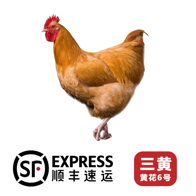 20只三黄鸡黄花6号鸡肉味好包邮