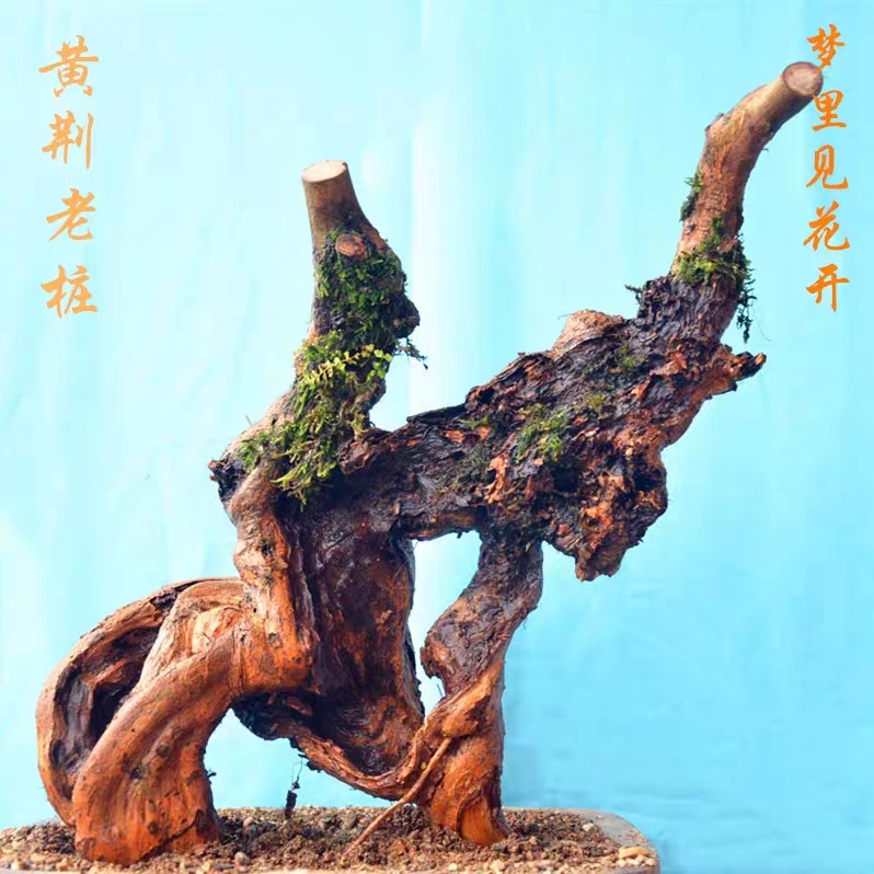 黄荆老桩生桩盆景  直播卖货一物一拍  随拍随发货