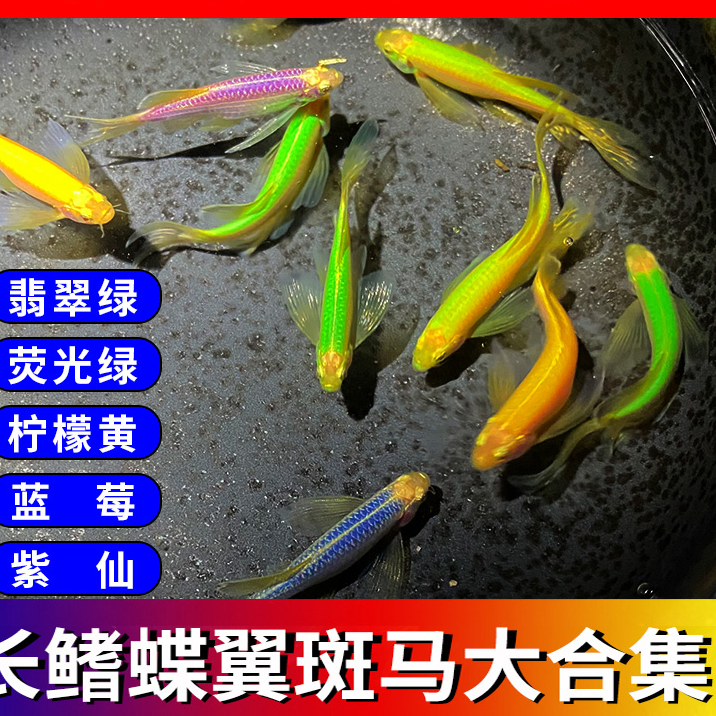 长尾蝶翼斑马小型淡水热带鱼观赏鱼活体龙凤翡翠绿暗夜绿红仙鱼