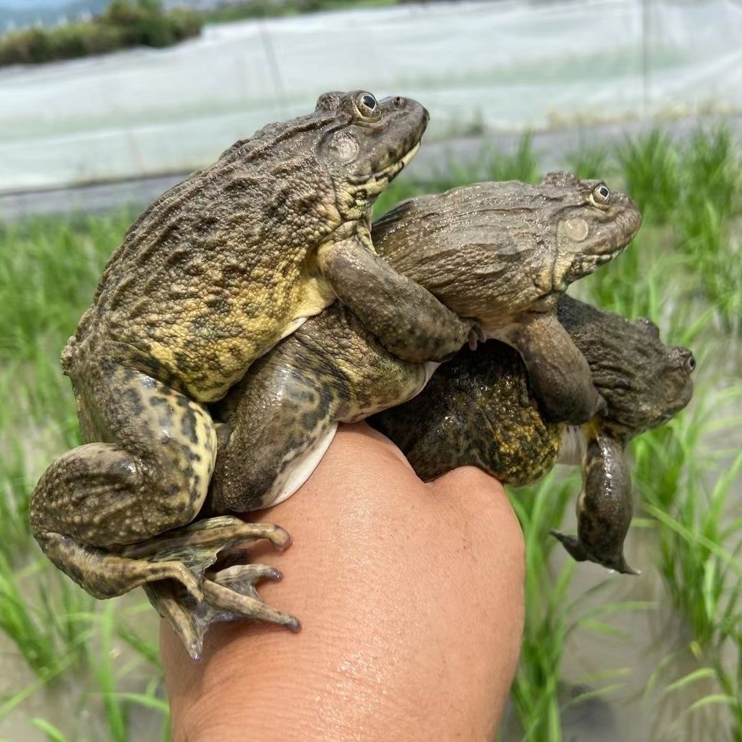 Y精品大蛙 生态仿野散养稻田蛙2斤装 田鸡 顺丰活发 产地直销