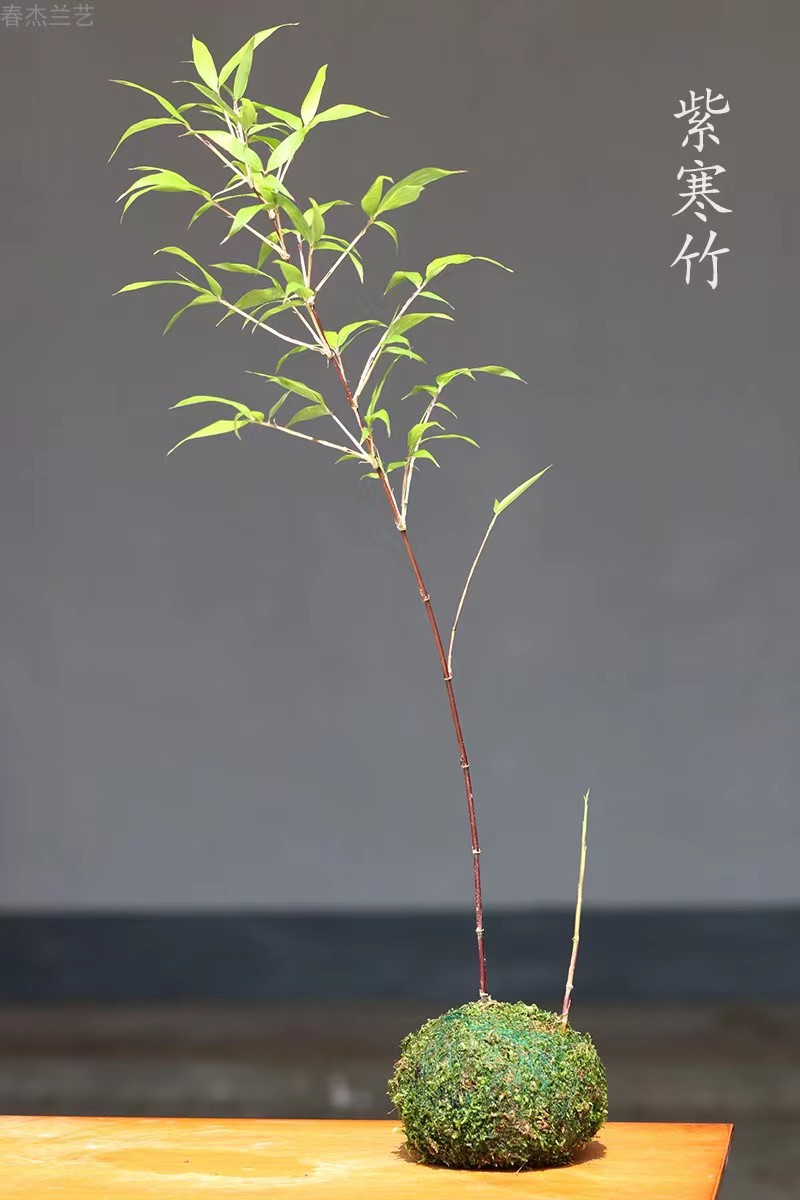 正宗红寒竹朱朱紫寒竹禅意绿植盆栽茶几办公桌摆放竹子