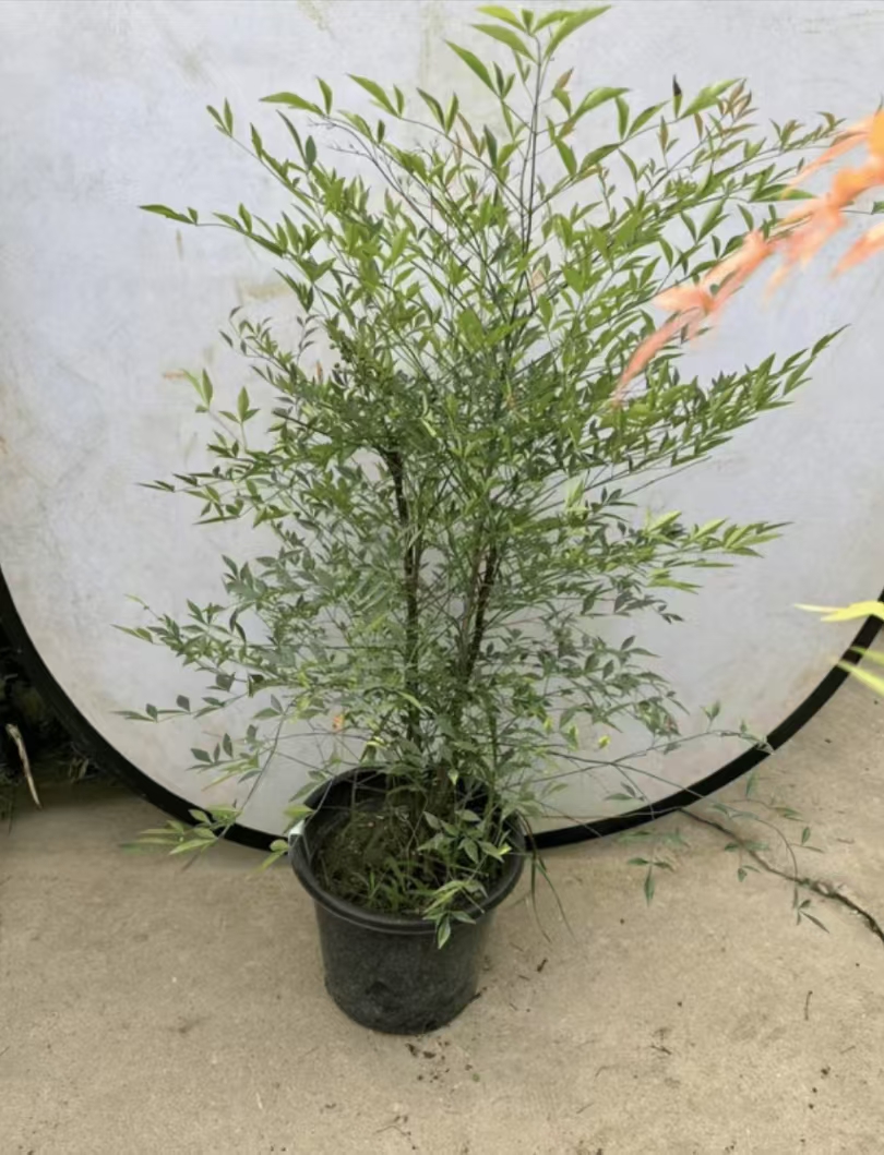 绿植一物一拍链 