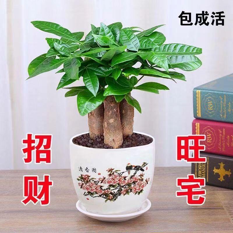 新发财树盆栽粗杆中型室内招财植物大树头办公桌客厅绿植花卉植