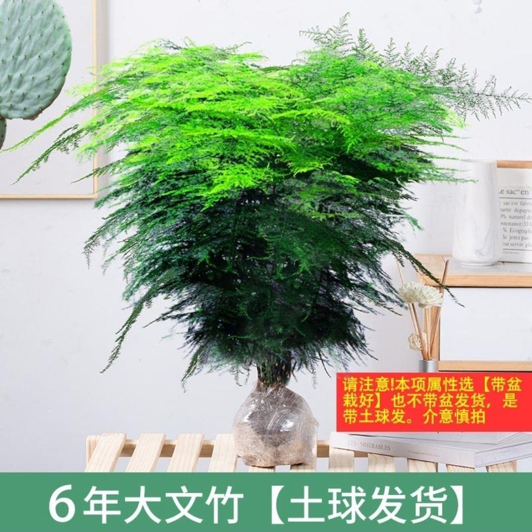 文竹盆栽室内绿植花卉水培植物大苗盆景云竹绿萝客厅好养四季常青