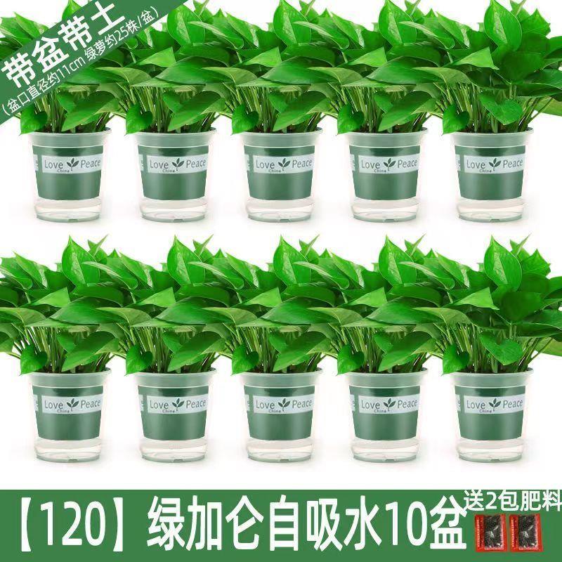 绿萝盆栽室内好养花卉新房吸除甲醛水培绿植长藤大叶大盆绿箩批发