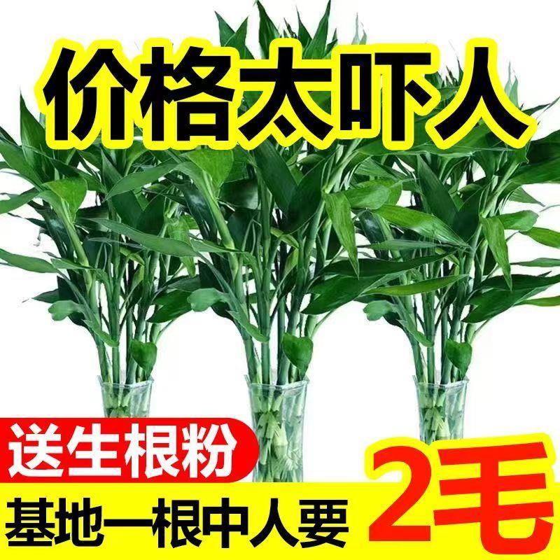 富贵竹水养基地直发水培植物转运竹绿植盆景包邮净化空气四季水养