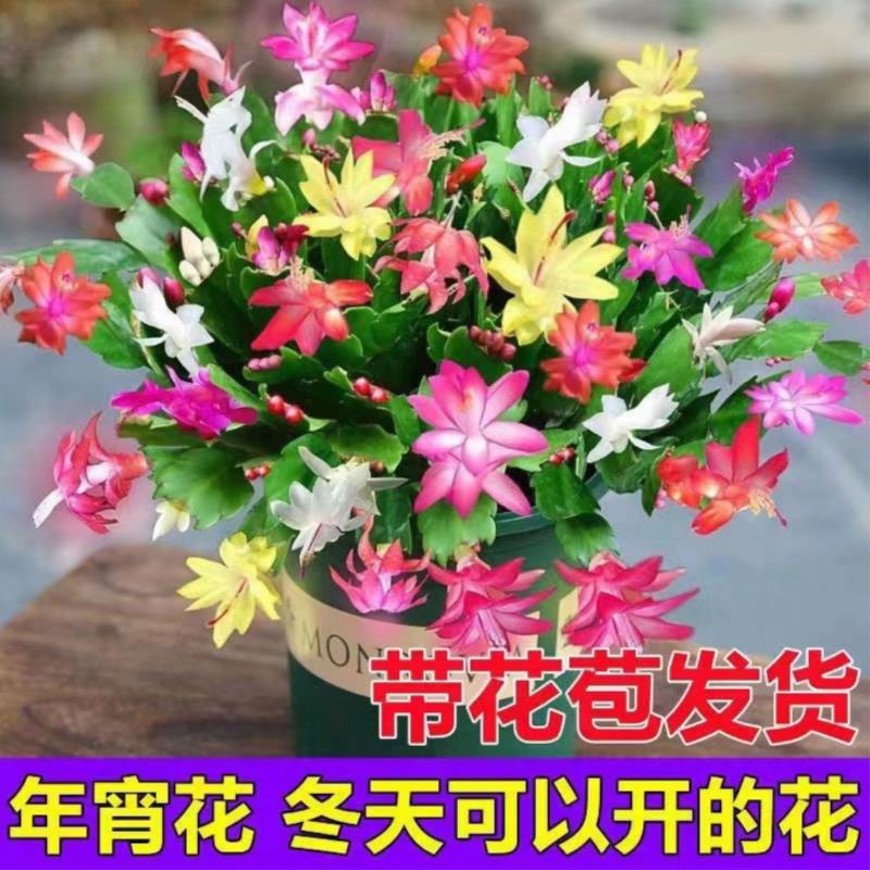 【带花苞】多色蟹爪兰花苗盆栽大苗带根室内阳台好养花卉四季开花