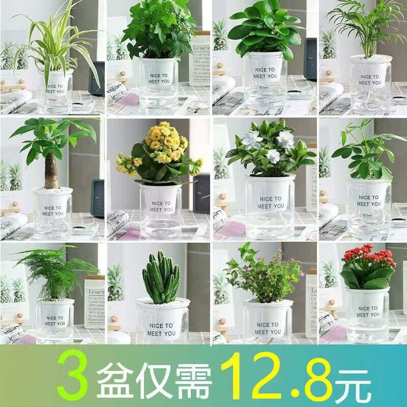 【带盆栽好】绿萝栀子花室内花卉植物除甲醛水培好养的绿植盆栽