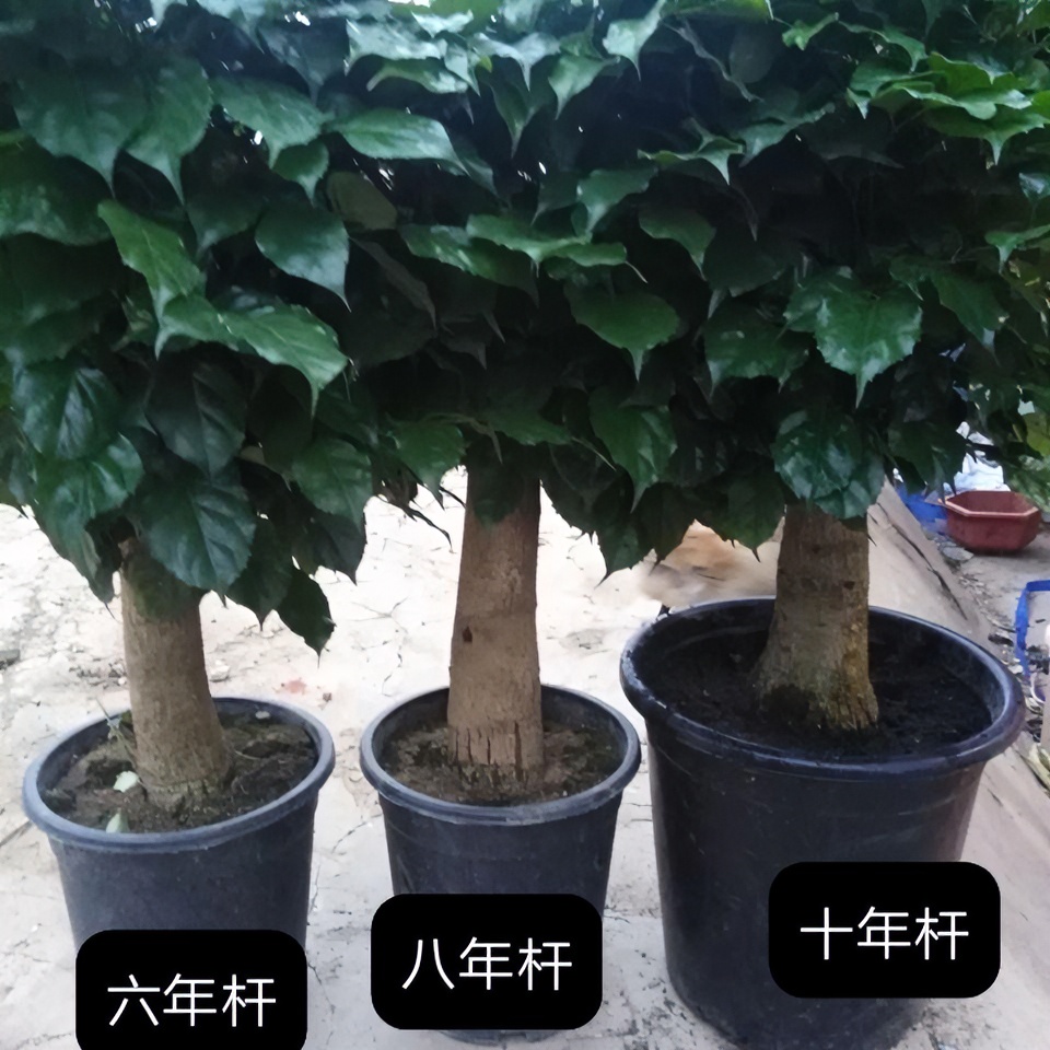 老桩幸福树大型盆栽绿宝植物室内客厅办公室吸甲醛净化空气大老桩