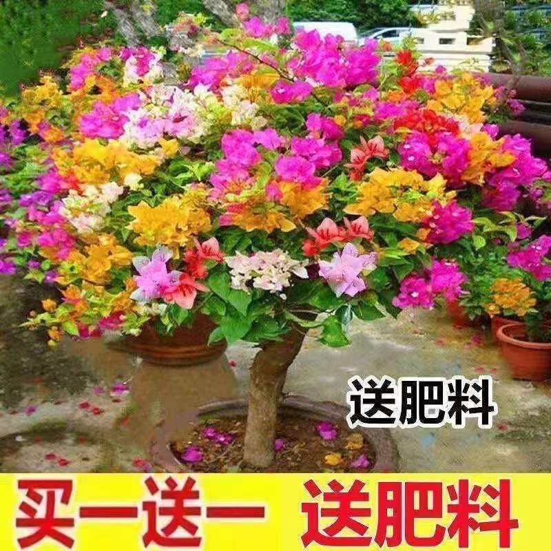 浓香型三角梅四季开花易活重瓣老桩庭院室内阳台客厅耐寒花卉绿植