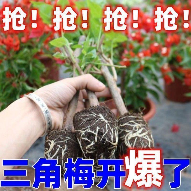 重瓣三角梅带花苞盆栽树爬藤庭院三角梅四季开花易活耐寒老桩大苗