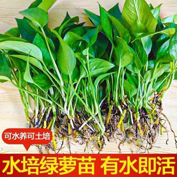 水培绿萝苗盆栽花卉新房室内除甲醛绿箩盆栽批发四季常青绿萝水培