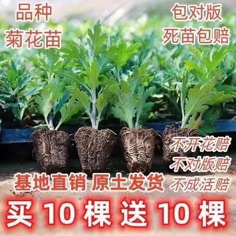 菊花苗四季开花菊花盆栽地栽可食用室内外阳台好养耐寒热菊花小苗