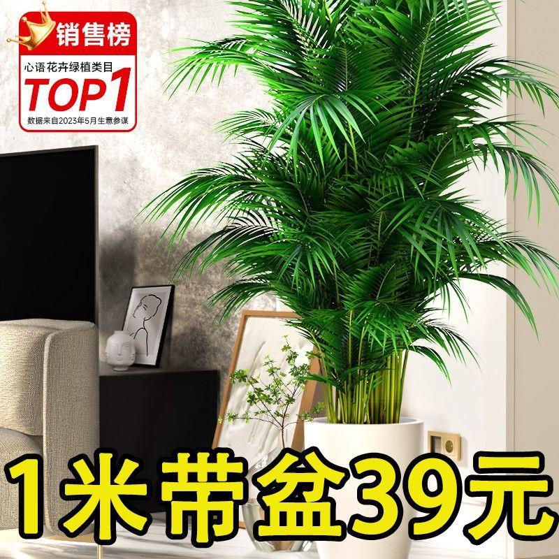 散尾葵植物盆栽客厅大型绿植室内办公室凤尾竹富贵椰子四季常青
