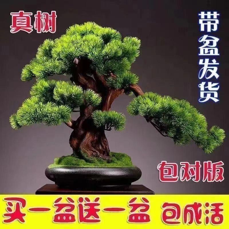 【买一发二】迎客松盆景花卉室内外四季常青耐寒松树盆地栽绿植物