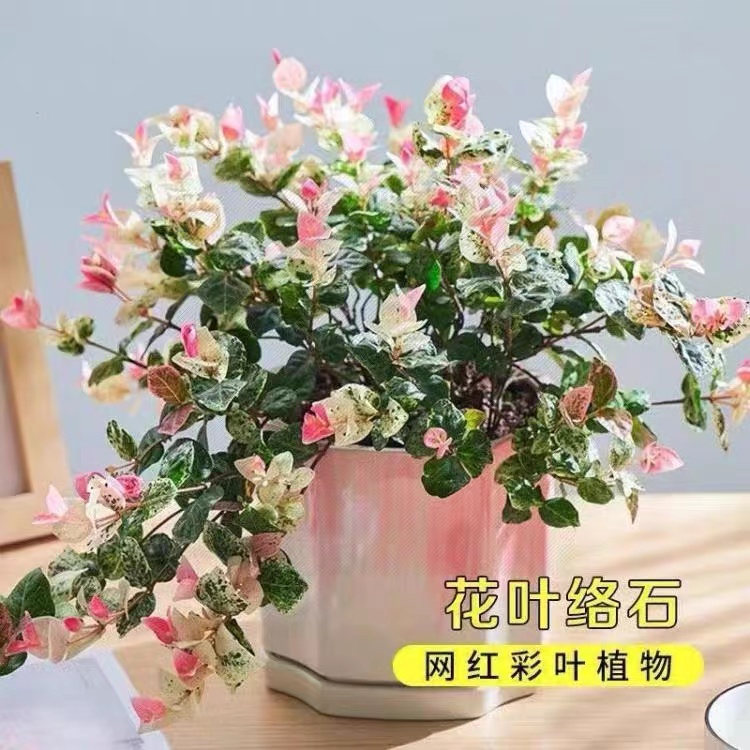 黄金花叶络石苗盆栽彩叶藤蔓植物微景观庭院吊兰垂吊花卉耐寒耐热