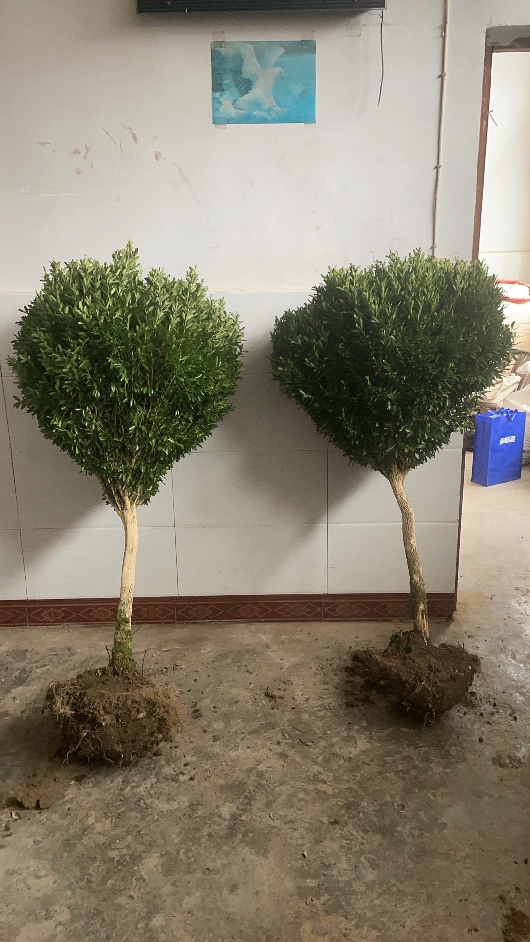 雀舌黄杨四季常青 冬天不落叶