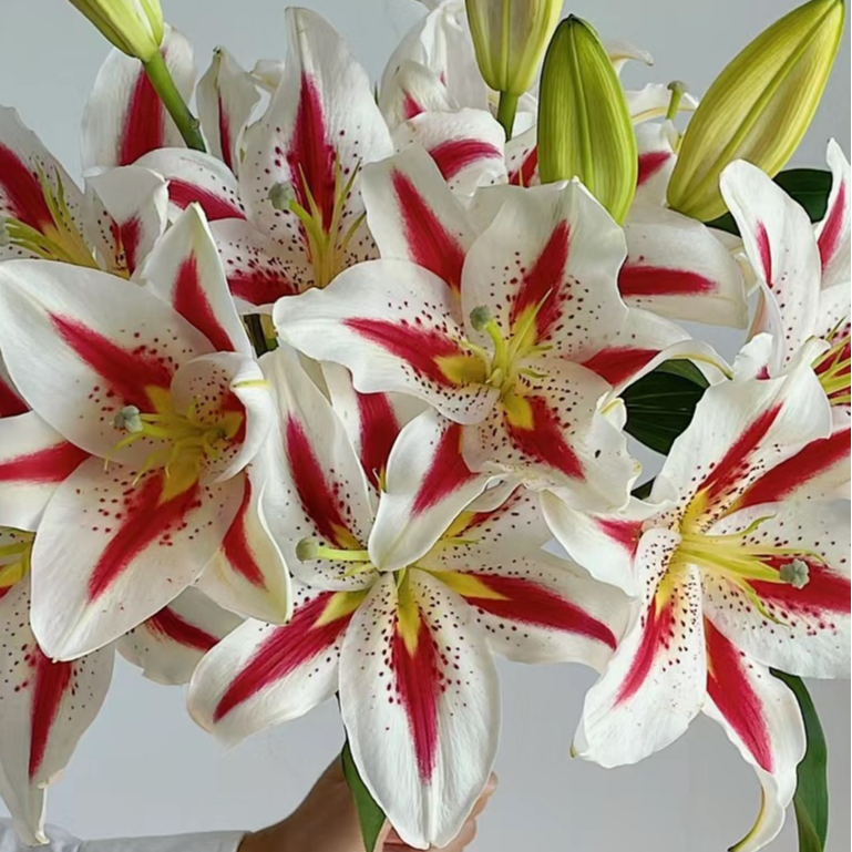 云南基地直发香水百合稀有品种 笑脸