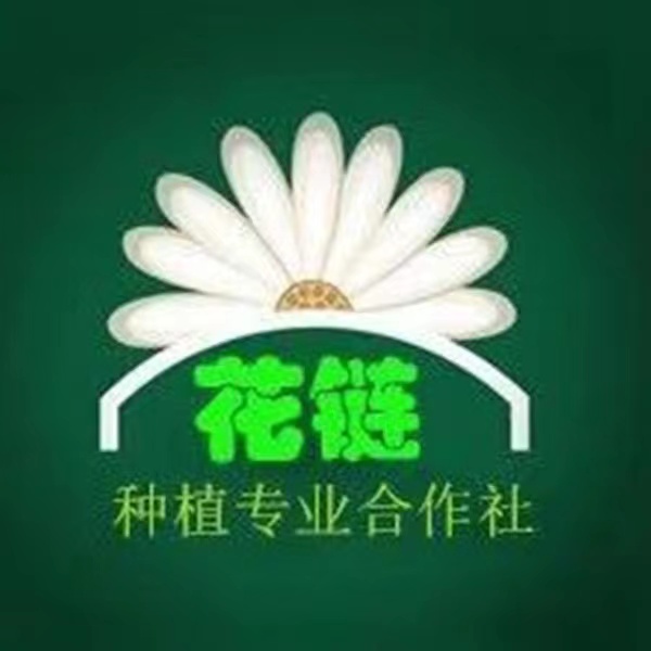 【瑕疵花】云南基地直发 香水百合养护修剪