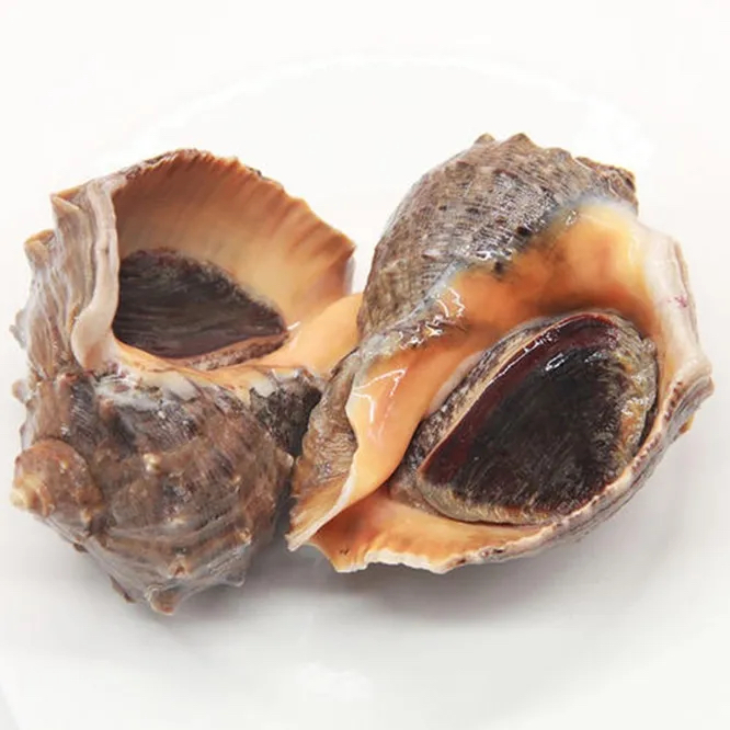 深蓝甄选】原浆海螺 精品薄皮鲜活海螺 三只左右每斤 500g