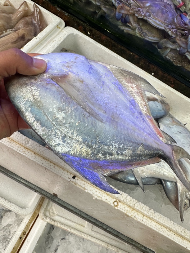 【深蓝甄选】新鲜渤海湾银鲳鱼（单挑半斤左右）海捕野生大银鲳，平鱼，单条价格