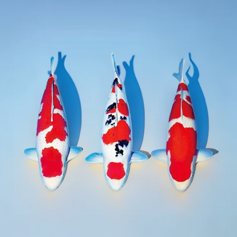 锦鲤直播间血统红白大正昭和锦鲤活体观赏鱼白写丹顶