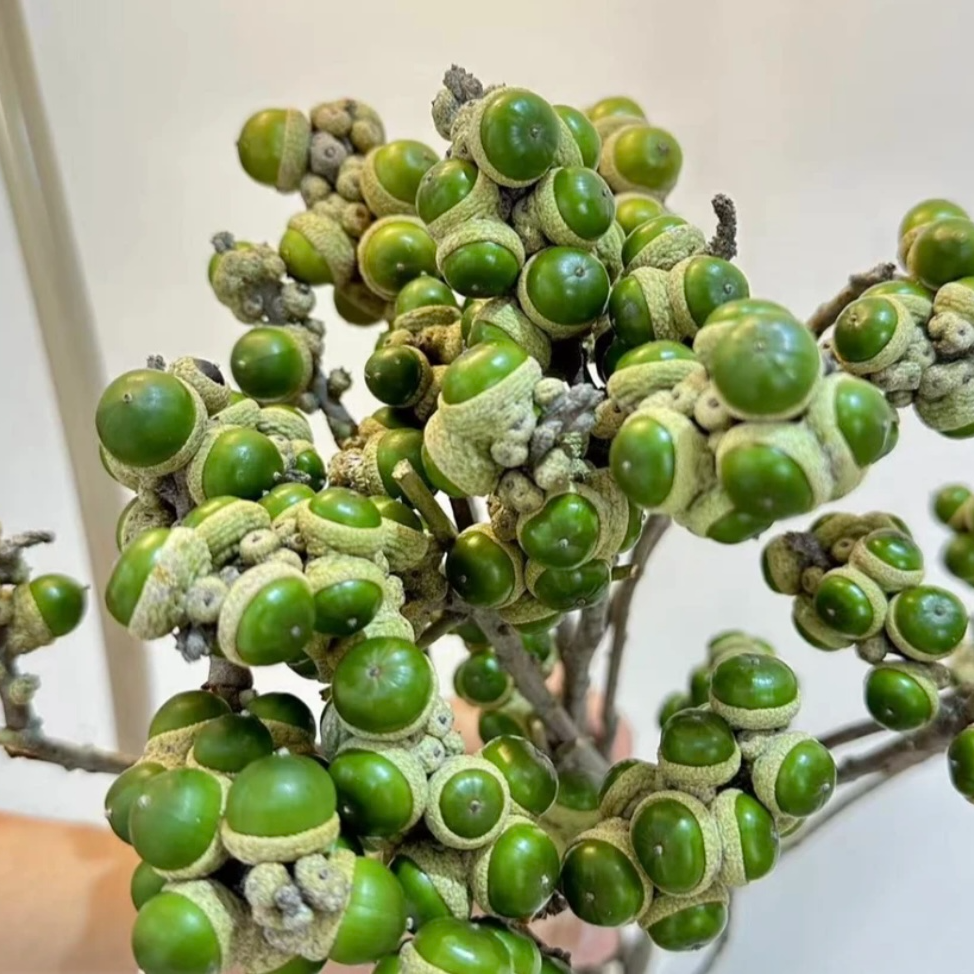 橡树果丨绿宝石  天然橡树果 可做干花