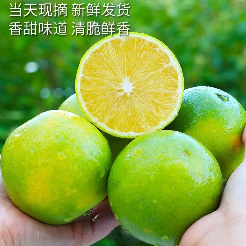 【特大果】云南哀牢山冰糖橙新鲜现摘青皮手剥橙橙子应季水果批发