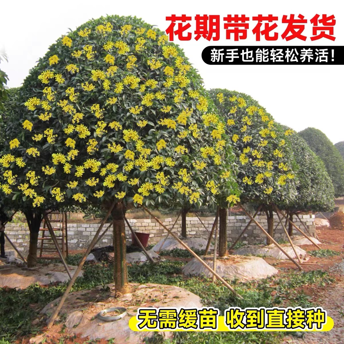 桂花树金桂丹桂四季桂现挖带原土球四季常青正宗大树苗夏天春季