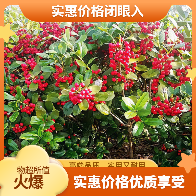 无品牌无刺常绿狗骨小苗盆栽开花夏季地栽四季常青又名吉祥果耐旱