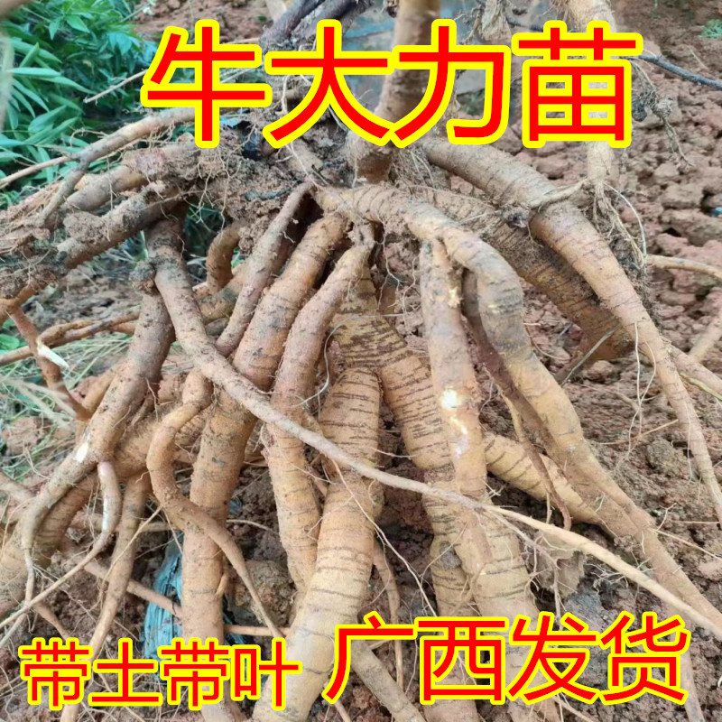牛大力苗高产牛大力薯苗中小叶牛大力苗材带土带叶好种易活