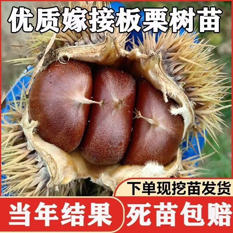 板栗树果苗嫁接大红袍板栗苗树盆栽地栽南北方种栗子树苗当年结果