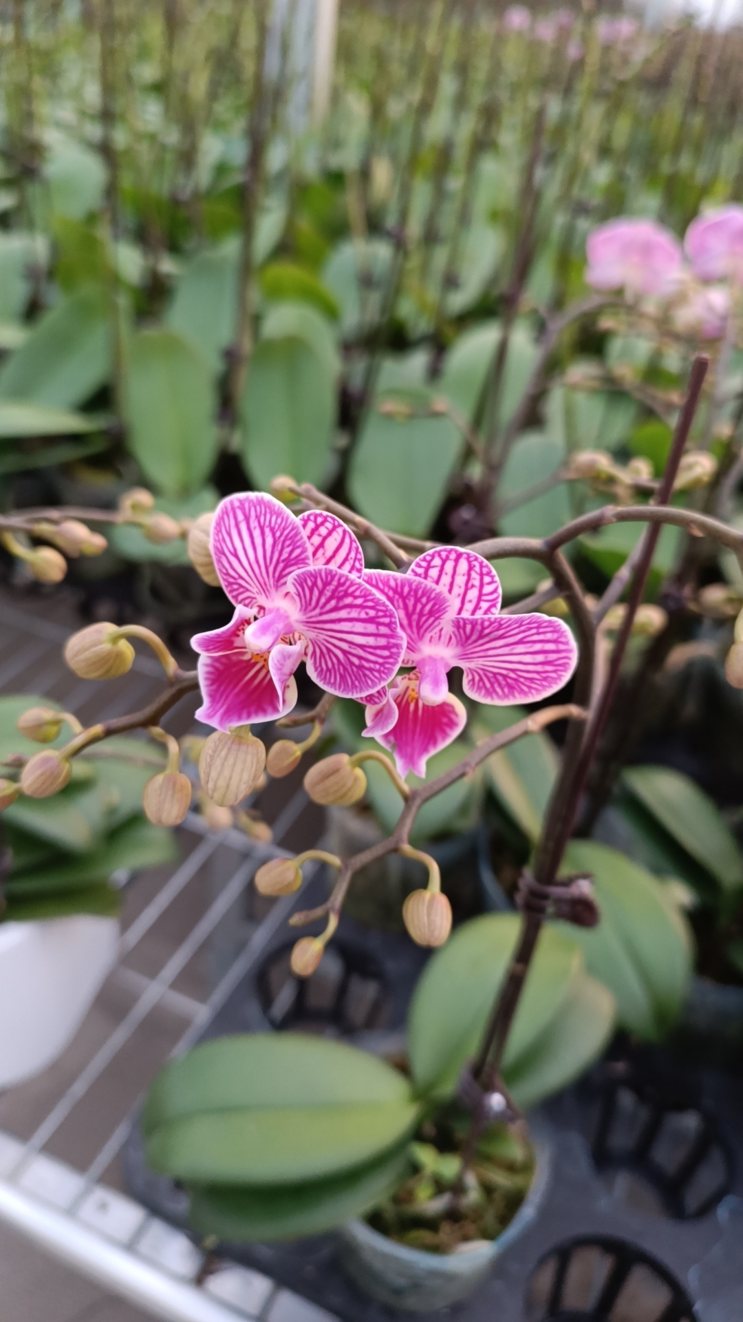 蝴蝶兰 美猴王3.0寸杯；开花株 