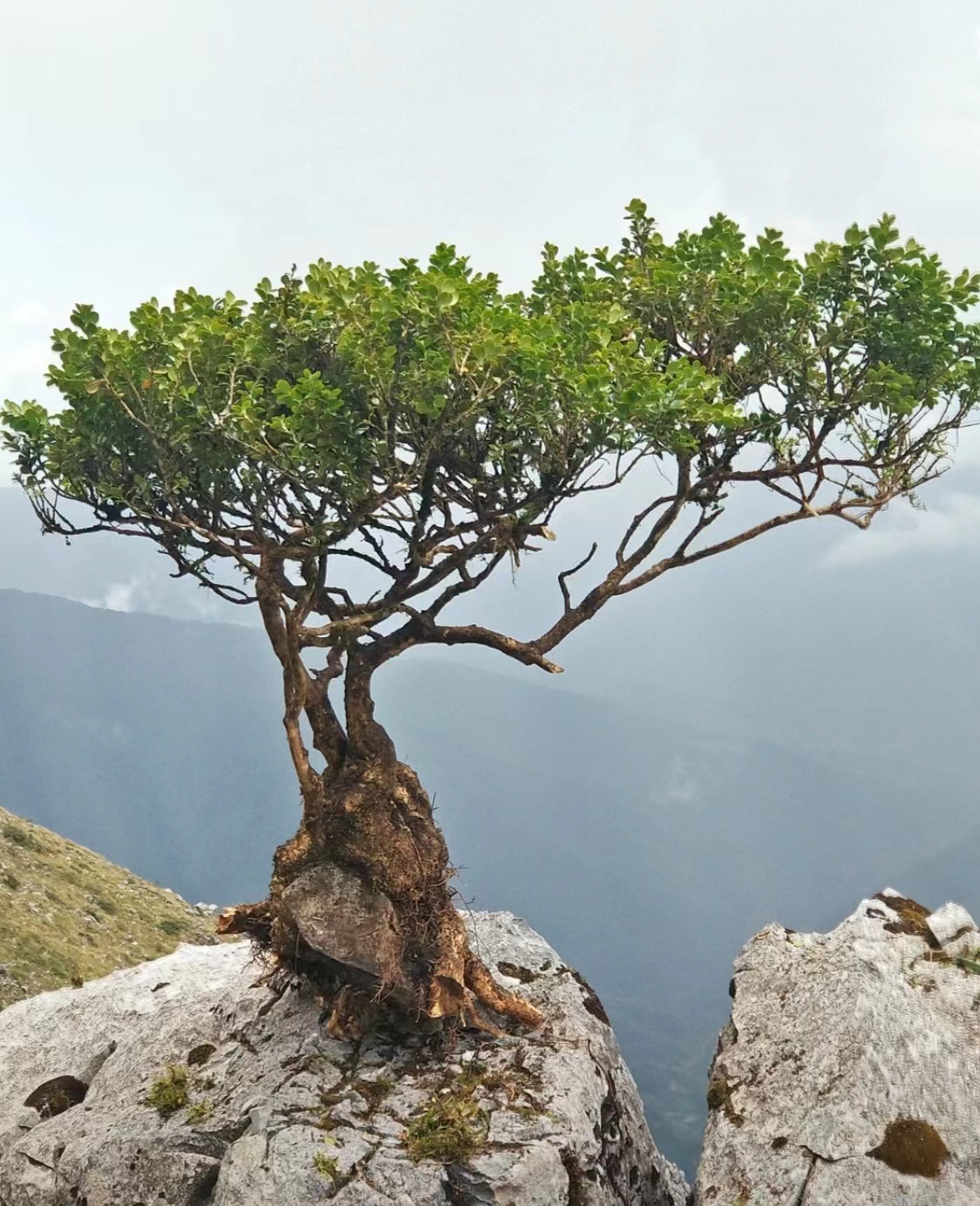 黄扬盆景 一物一拍