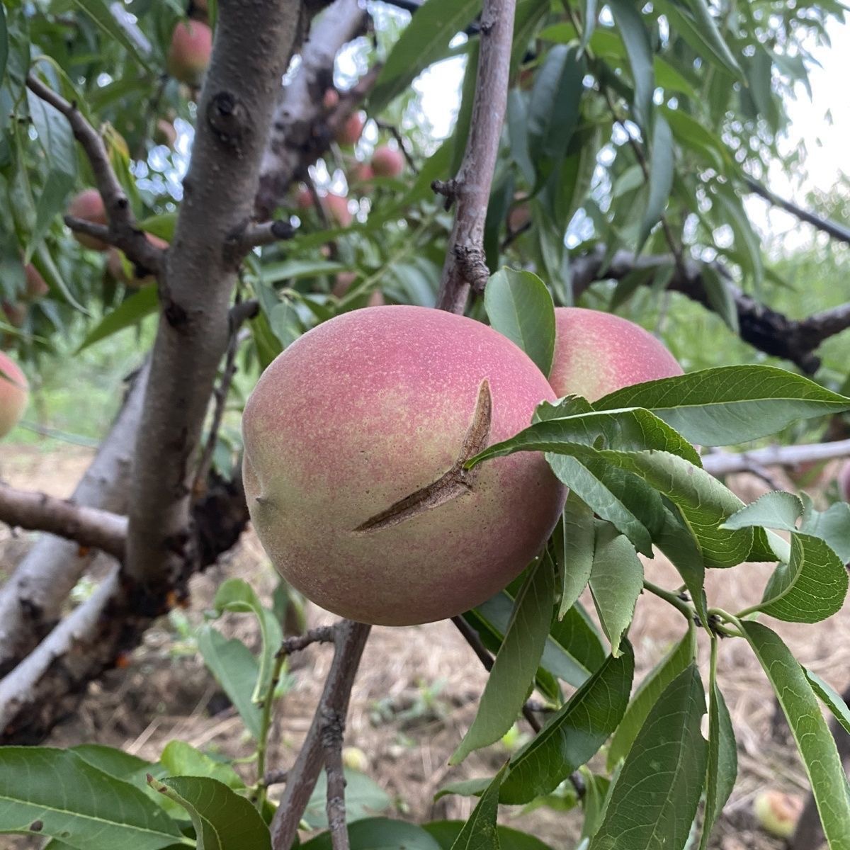 正宗桃子山地桃硬桃脆甜