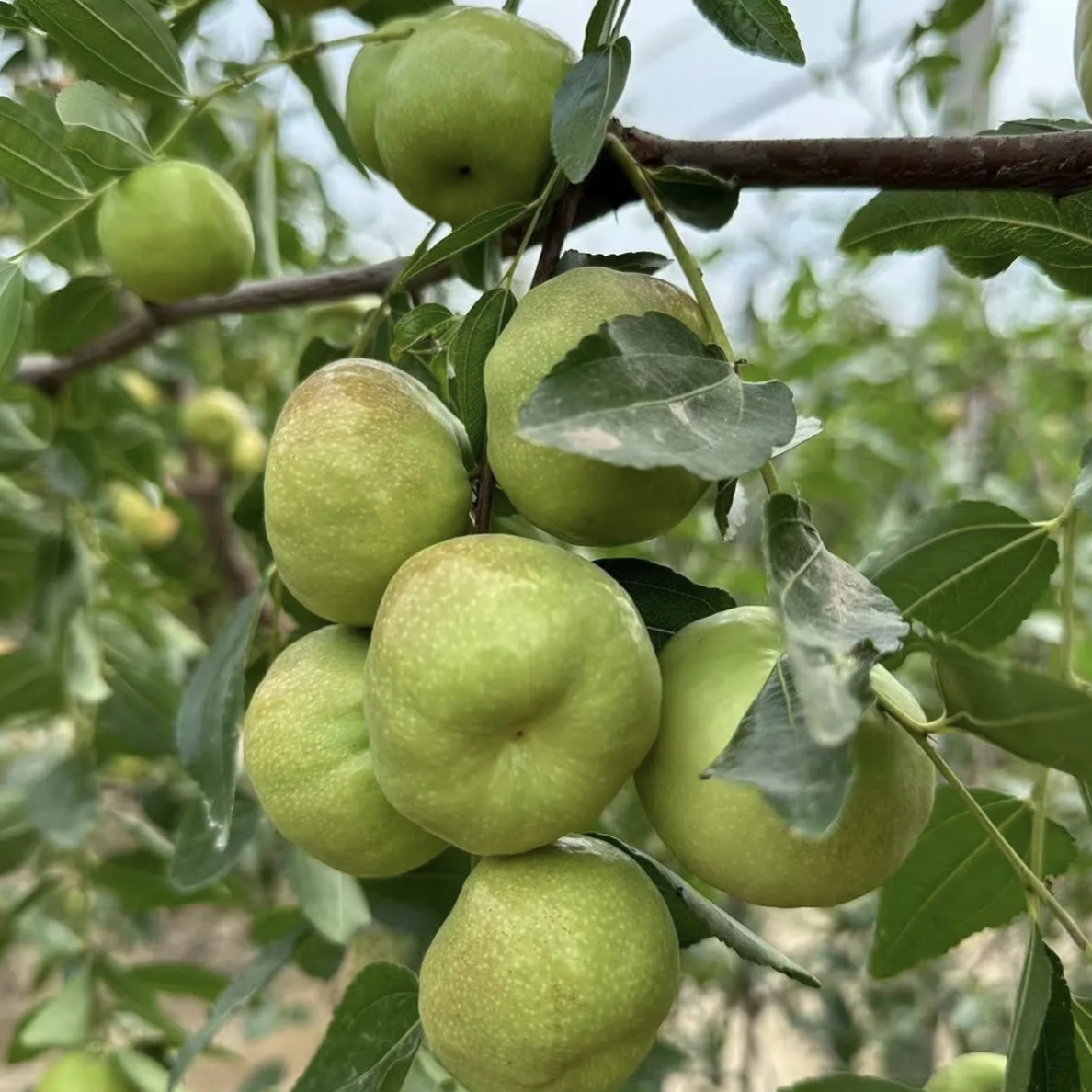 正宗对版潘 枣树苗蟠王枣苗南北方栽种盆栽地栽苗