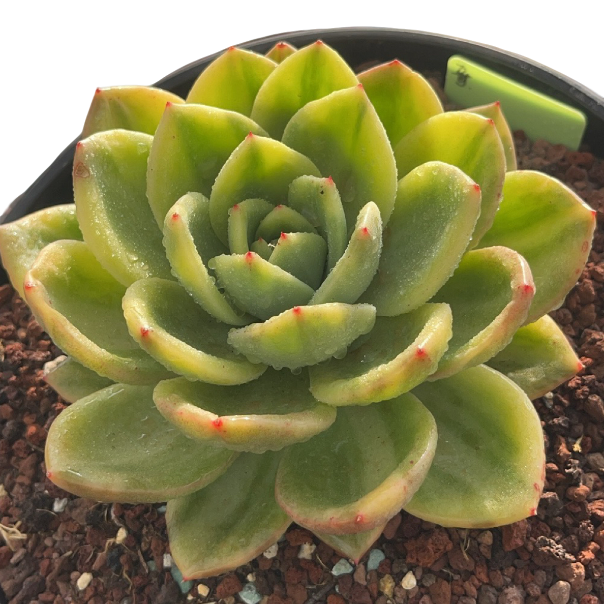 萍萍精品多肉多肉植物老桩一物一拍精品多肉翠花锦