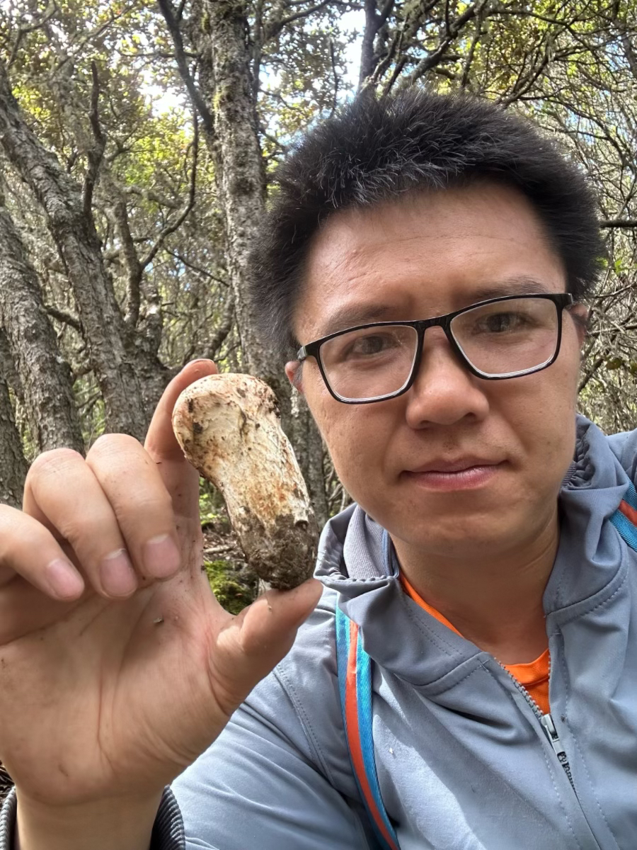 【7-9cm】当天现挖纯野生松茸可生吃刺身当季头茬新鲜纯天然松茸