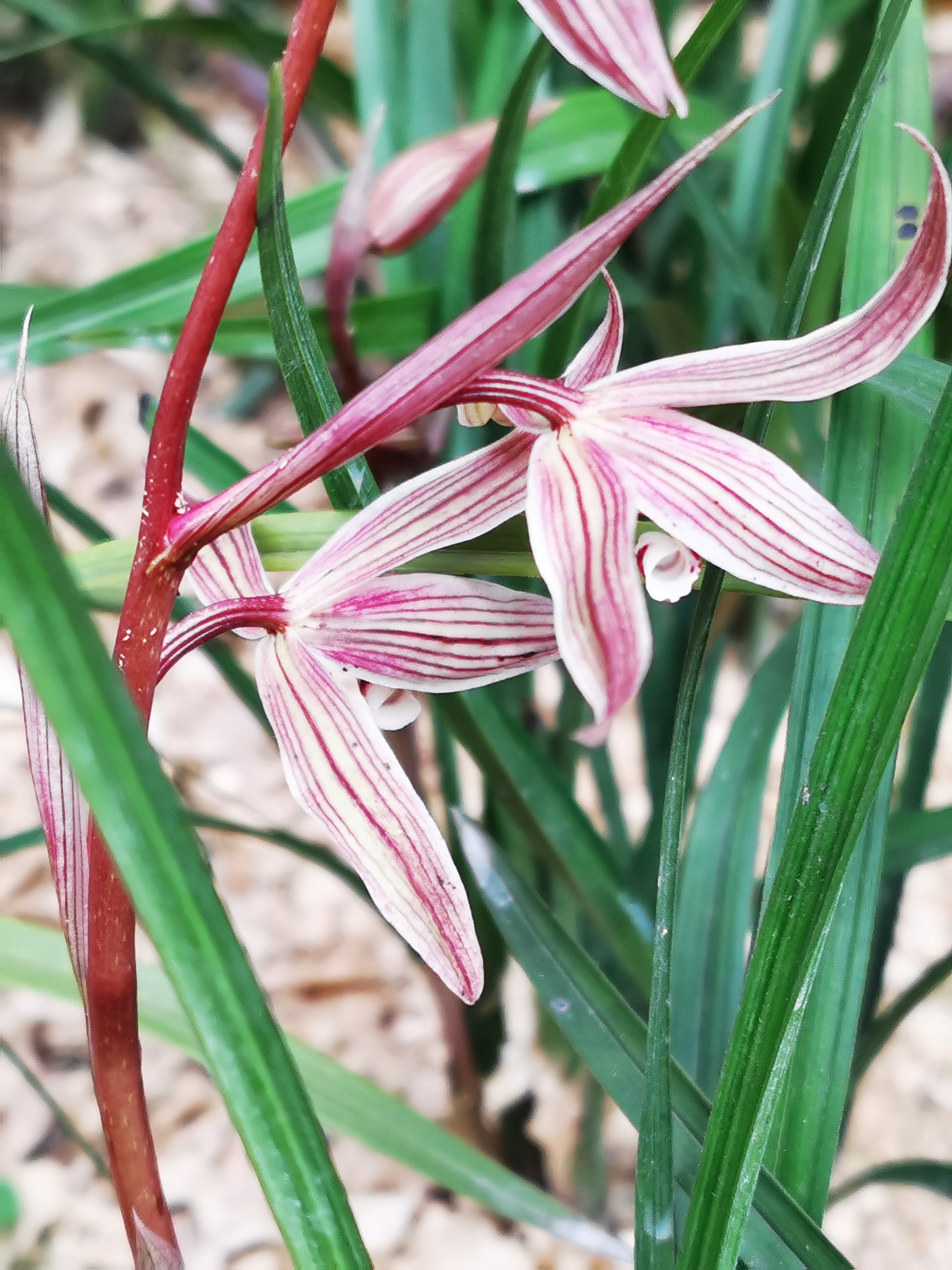 盆景莲瓣兰，整颗