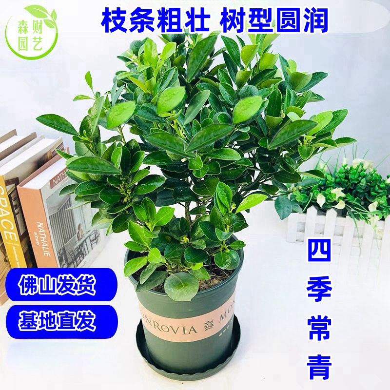 花园绿植盆栽好养易活，金蛋盆栽5年苗
