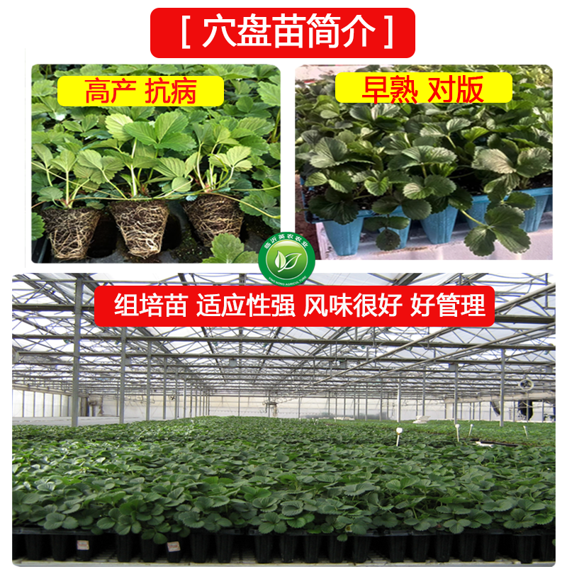 奶油牛奶口味草莓苗100棵包邮